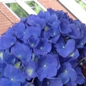 Meet your Posher, Adessa